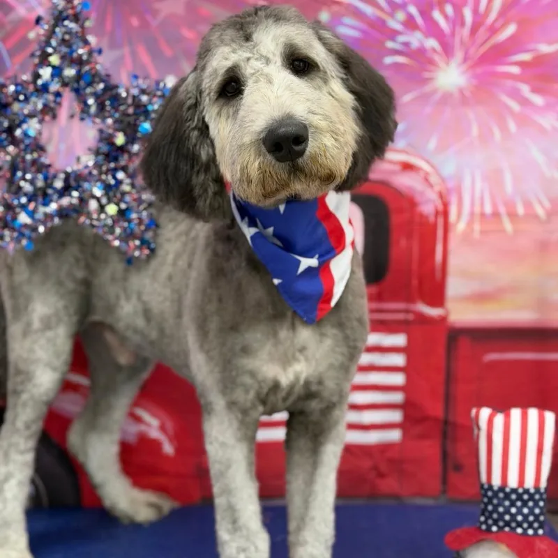 A young medium-sized male Gray / Blue / Silver Poodle dog named Finn for adoption in La Grange, KY