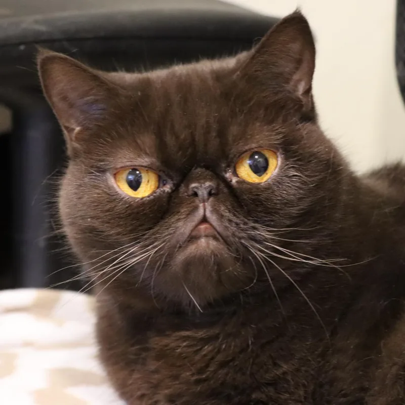 Rosypaws Nora thumbnail 2