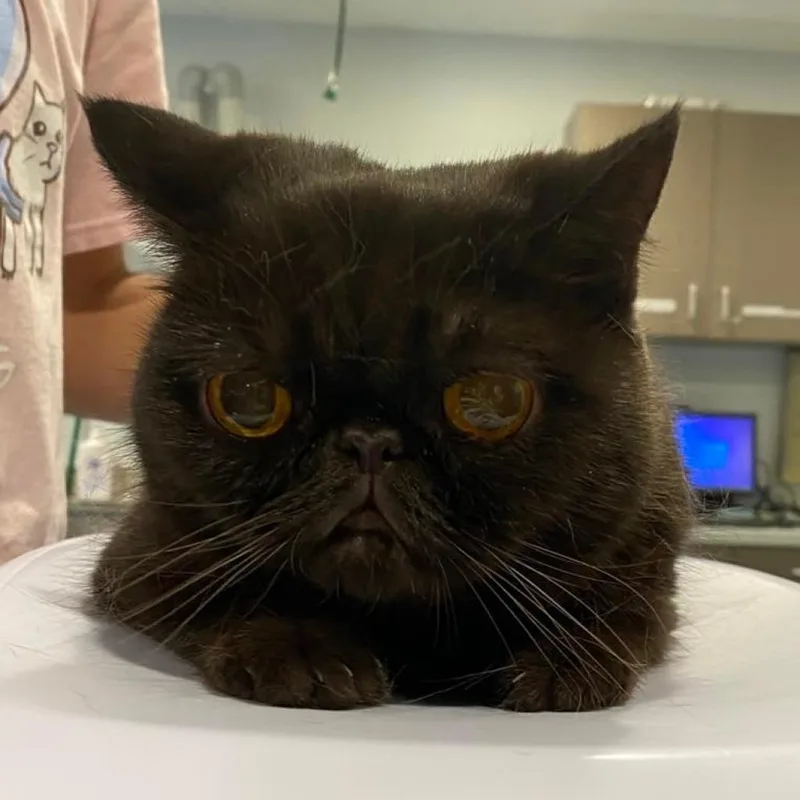 Rosypaws Nora thumbnail 3