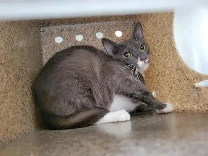 Thumbalina  working cat
