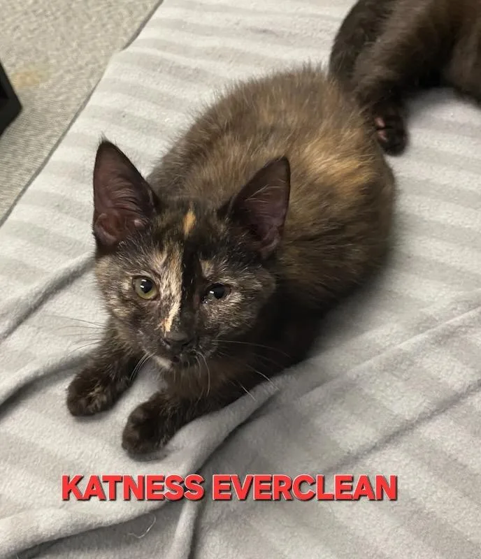 A baby medium-sized female Domestic Short Hair cat named Katness Everclean for adoption in Rome, GA