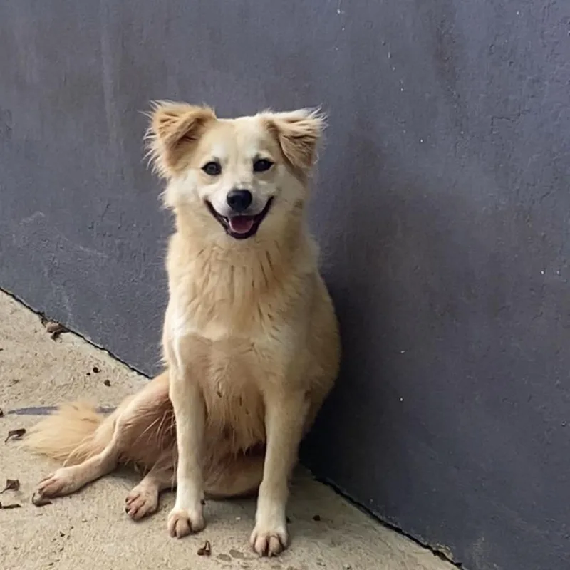 An adult medium-sized female Yellow / Tan / Blond / Fawn Pomeranian dog named Baby for adoption in San Juan, PR