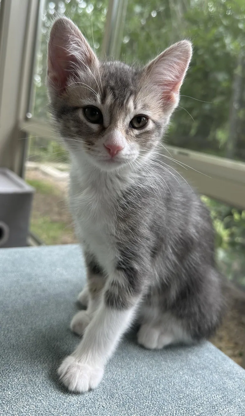A baby medium-sized female Gray & White Tabby cat named Meadow for adoption in Plano, TX