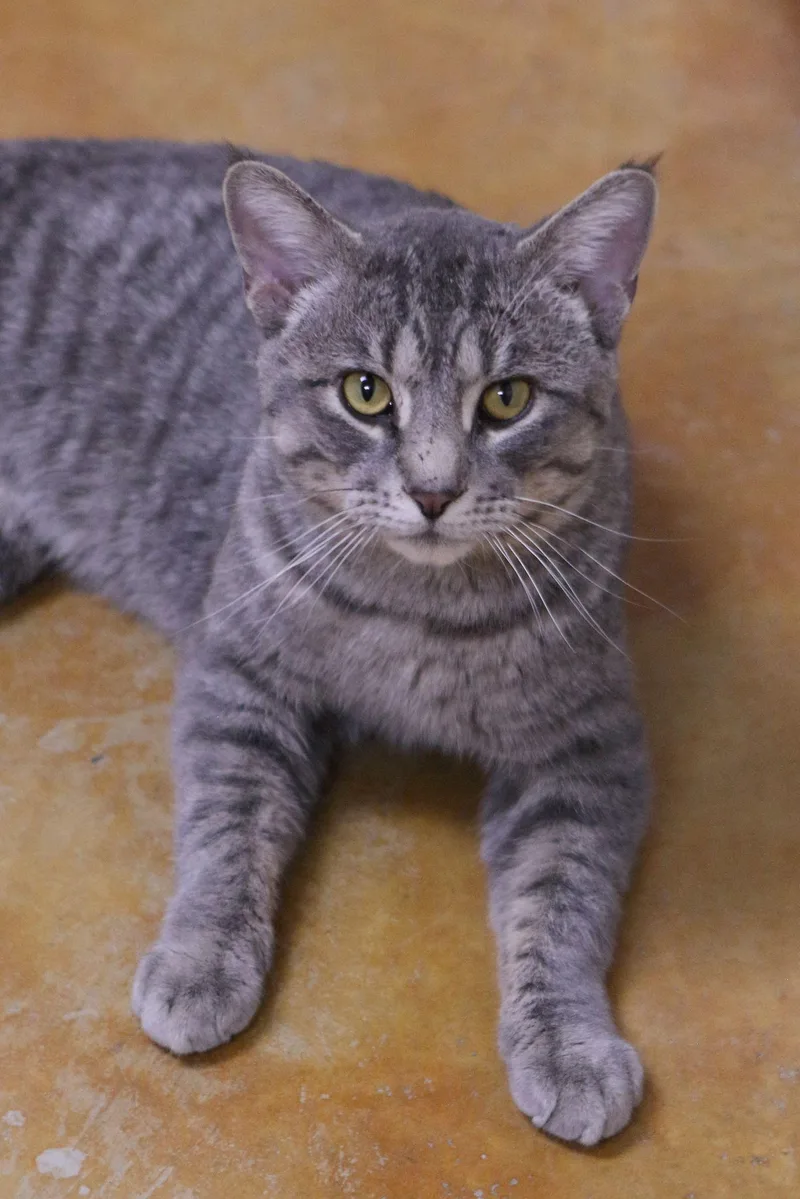 Franklin thumbnail 2