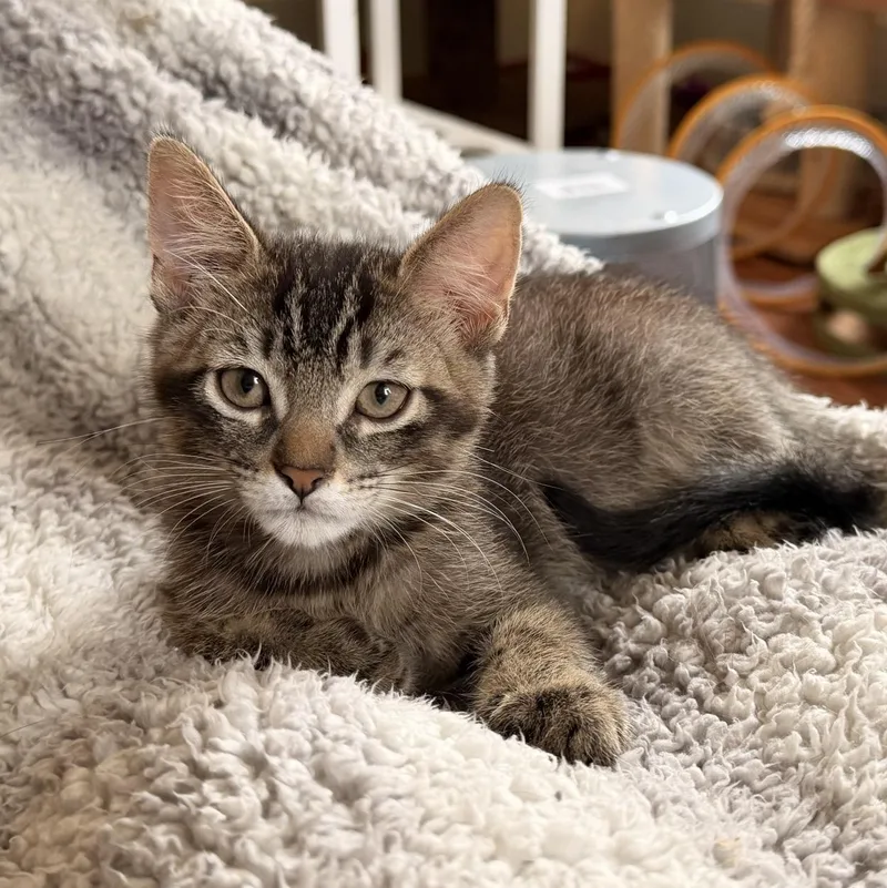 A baby medium-sized male Domestic Short Hair cat named Ilya for adoption in Honeoye, NY