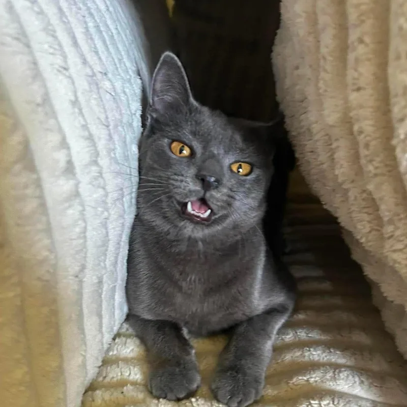 A young medium-sized female Tabby (Brown / Chocolate) Domestic Short Hair cat named Mozzarella for adoption in North Huntingdon, PA