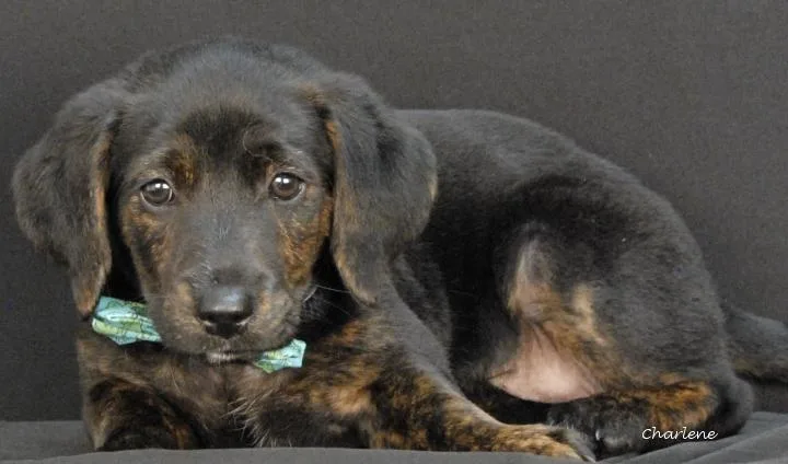 A baby medium-sized female Black Mouth Cur dog named Honda for adoption in Newland, NC