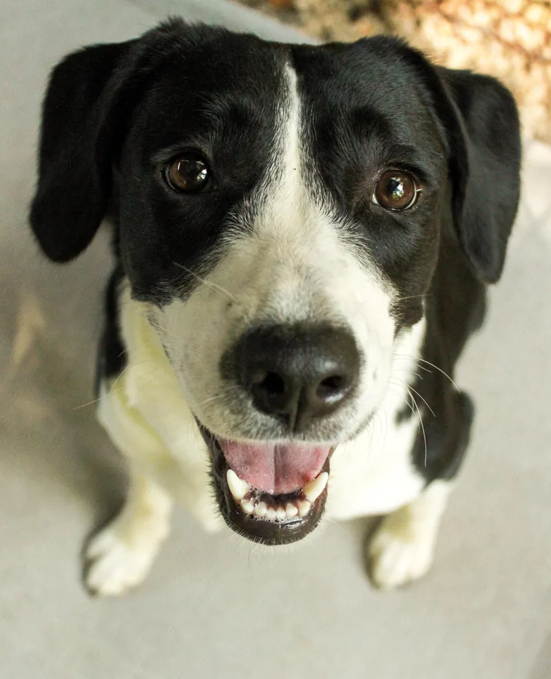 An adult medium-sized male Border Collie dog named Tootie for adoption in Ona, WV