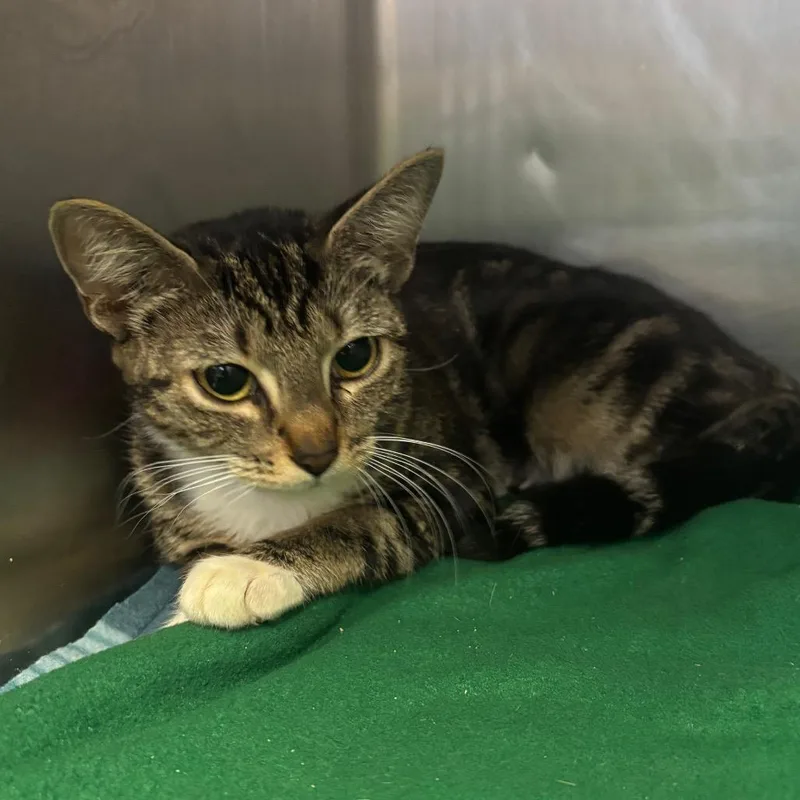 A young medium-sized female Brown / Chocolate Domestic Short Hair cat named Noodle for adoption in Lakeland, FL