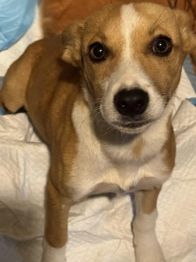 A young medium-sized female White / Cream Rat Terrier dog named Mallie for adoption in Water Valley, MS
