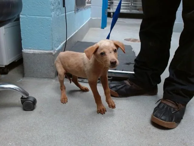 A baby small-sized male Australian Shepherd dog named Phllip for adoption in Albuquerque, NM