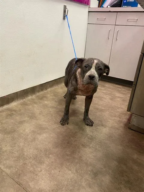 A baby large-sized female Mixed Breed dog named Mama Girl for adoption in Dallas, TX