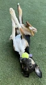 Daisy Duke thumbnail 2