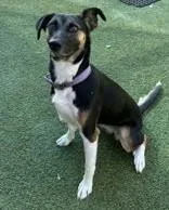 Daisy Duke thumbnail 3