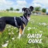 A young medium-sized female Tricolor (Brown, Black, & White) Treeing Walker Coonhound dog named Daisy Duke for adoption in Denton, TX