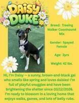 Daisy Duke thumbnail 4