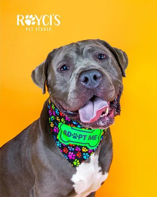 A young extra large-sized male Pit Bull Terrier dog named Ghost for adoption in West Valley City, UT
