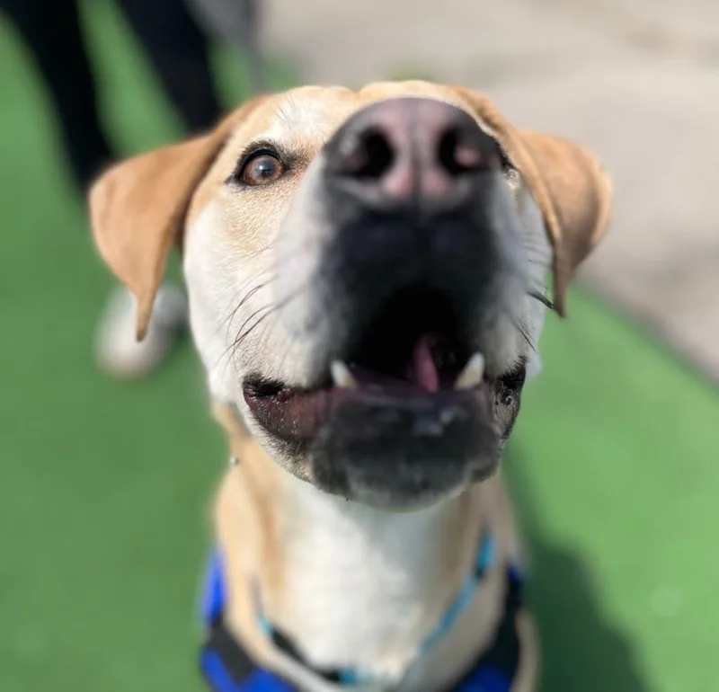 A baby medium-sized male Labrador Retriever dog named Zippity for adoption in Utica, MI