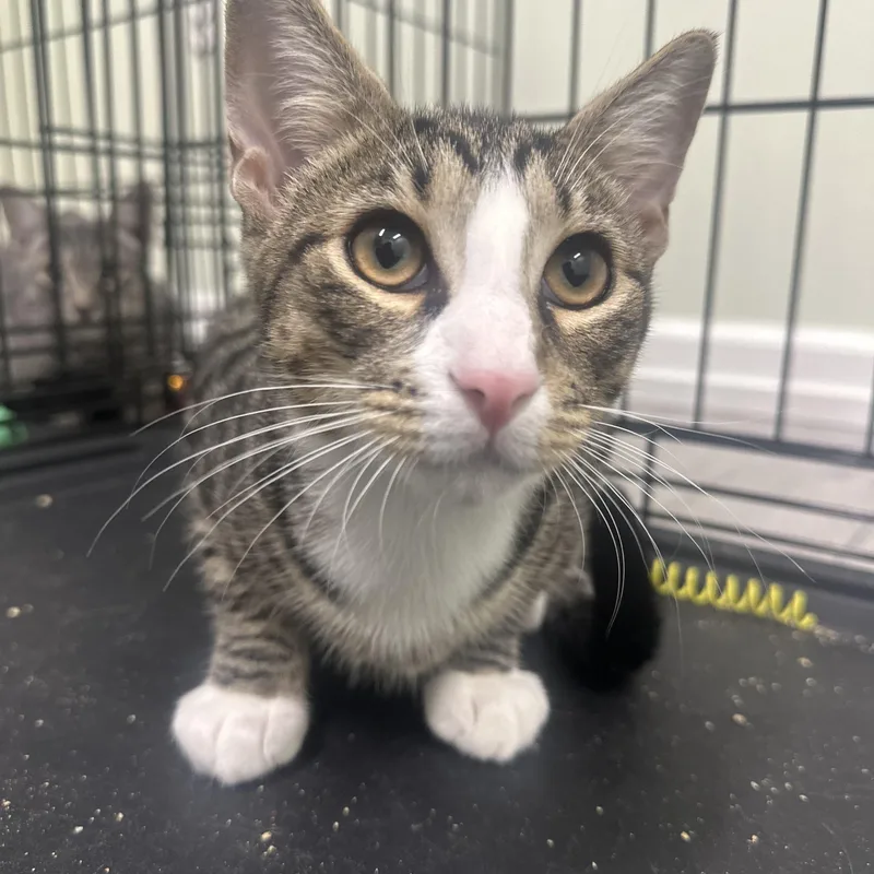 A baby medium-sized male Domestic Short Hair cat named Sven for adoption in Pleasantville, NJ