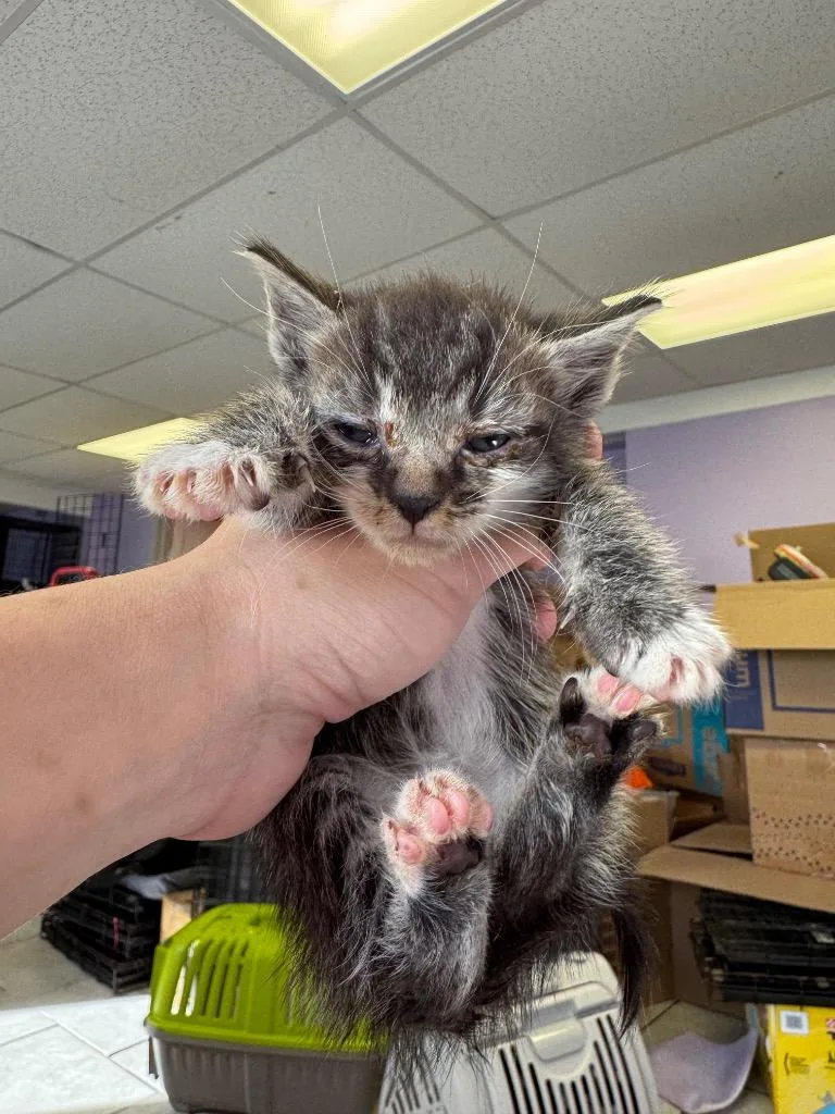 A baby medium-sized male Domestic Short Hair cat named Paw McCatney for adoption in Johnson City, TN