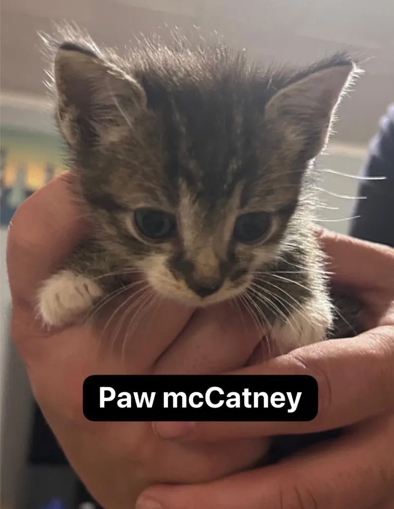 Paw McCatney thumbnail 3