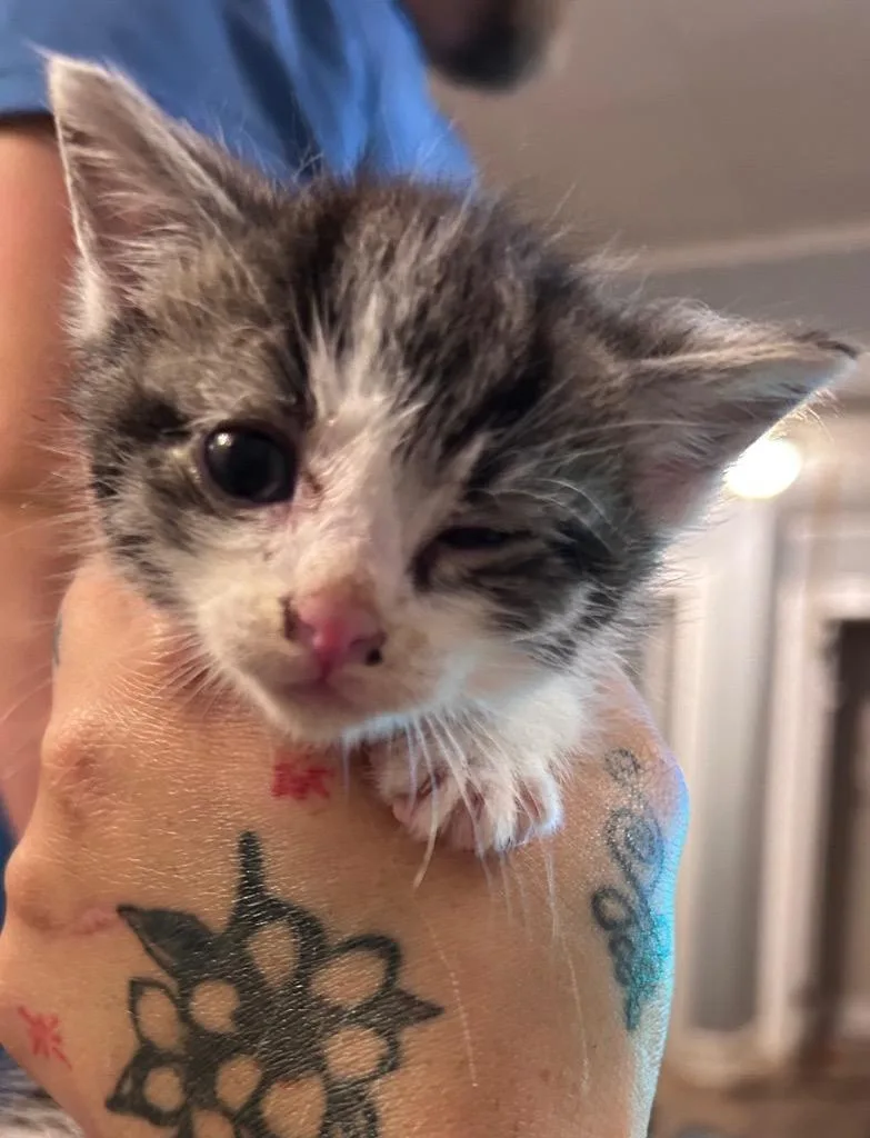 Paw McCatney thumbnail 4