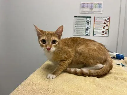 An adult medium-sized female Orange / Red Domestic Short Hair cat named Chia Sugar Cookies for adoption in Kansas City, MO