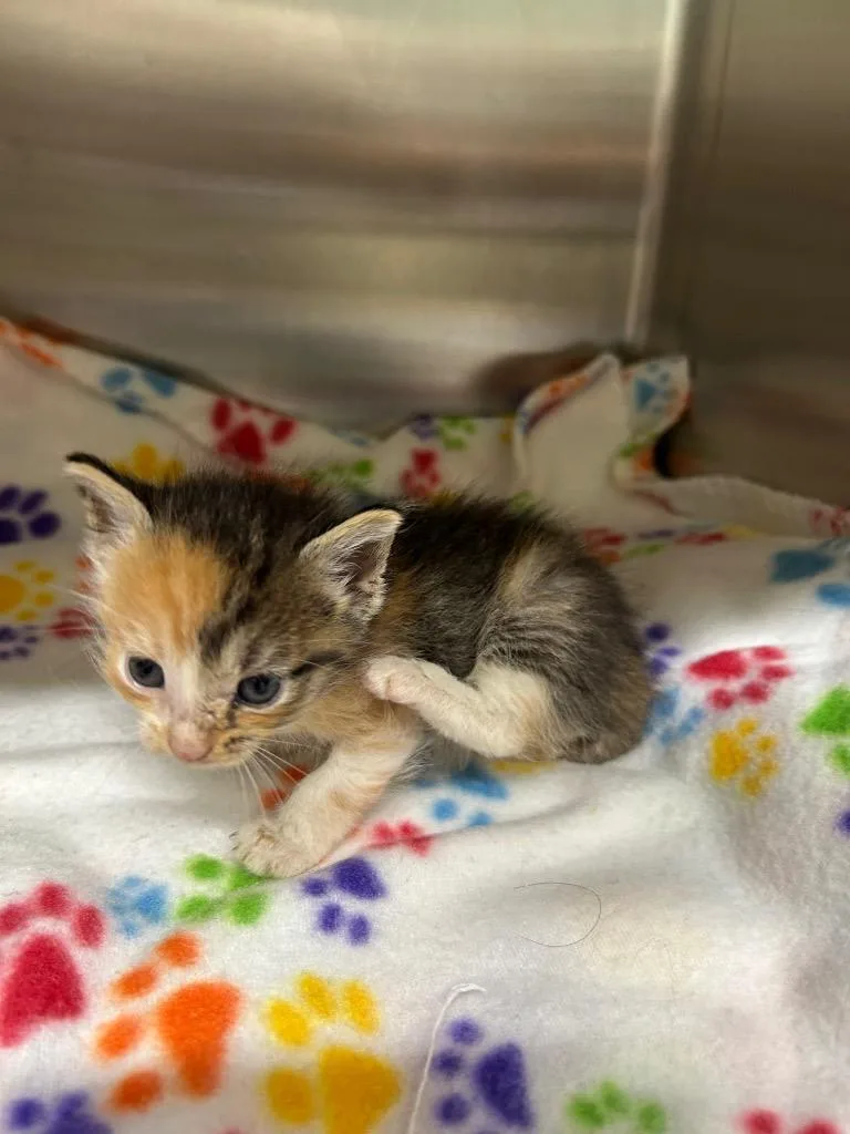 A baby medium-sized female Domestic Short Hair cat named River for adoption in Seven Points, TX