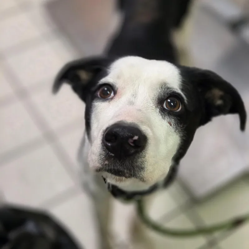 An adult medium-sized female Black Mixed Breed dog named Deanne for adoption in Charleston, WV