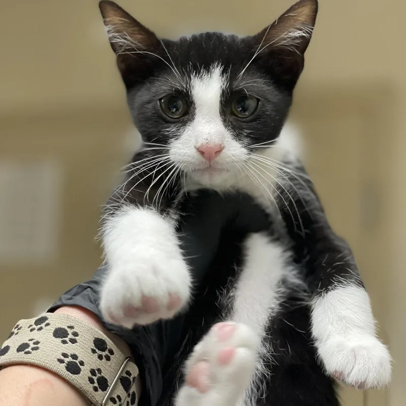 A baby small-sized male Black Domestic Short Hair cat named Ned for adoption in Riverside, CA