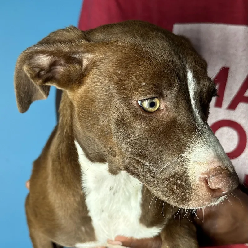 Lacy  Local April thumbnail 2