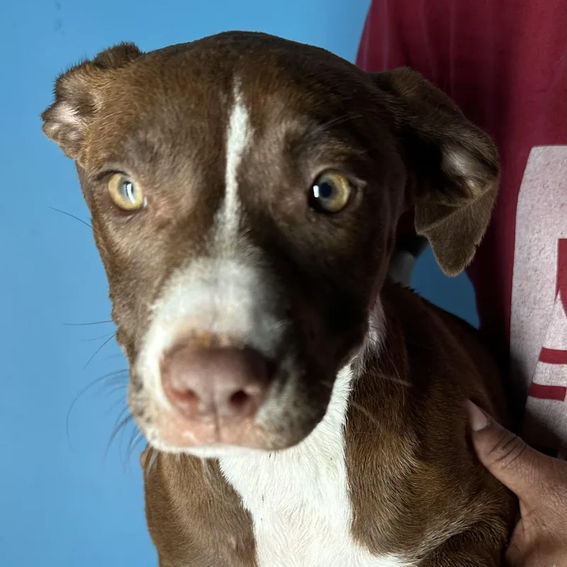 Lacy  Local April thumbnail 3