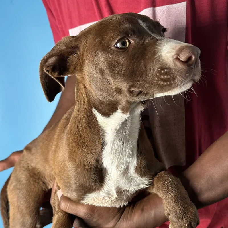 Lacy  Local April thumbnail 4