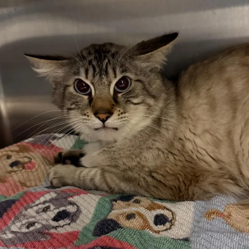 Cloudy Cat And Lightning