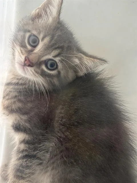 A baby medium-sized male Domestic Short Hair cat named Bonnie for adoption in Dallas, TX