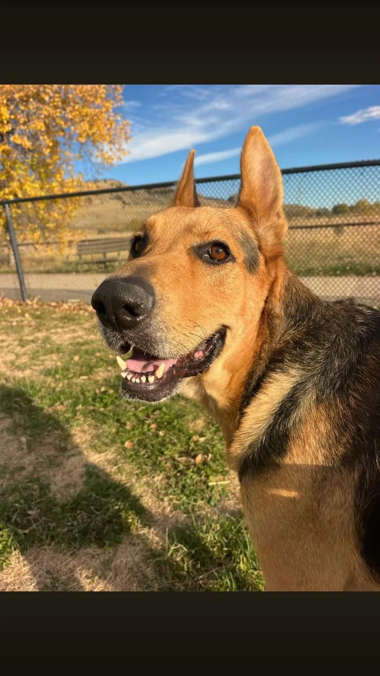 An adult large-sized male German Shepherd Dog dog named Ledger for adoption in Paradise, TX
