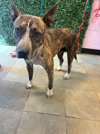 An adult medium-sized female Brindle Mixed Breed dog named 60793825 for adoption in El Paso, TX