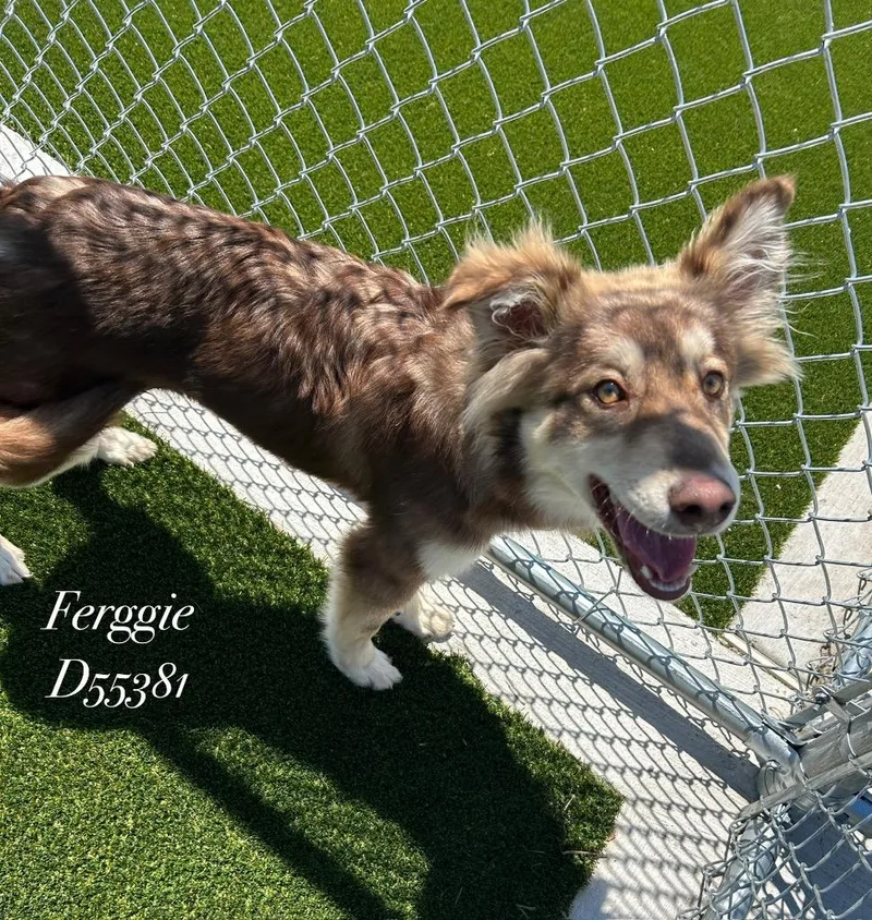 Ferggie