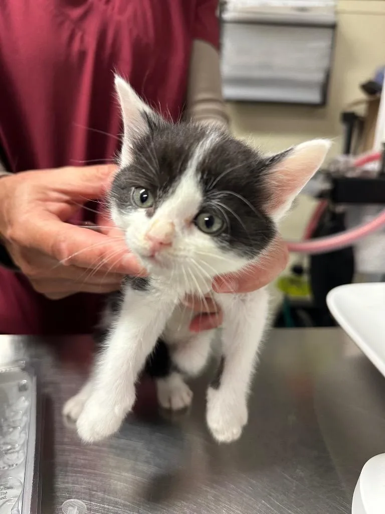 A baby small-sized male Domestic Short Hair cat named Midnight for adoption in Ewing, NJ