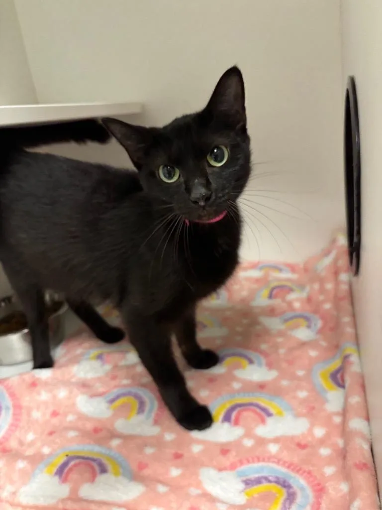 An adult small-sized female Black Domestic Short Hair cat named Elvira for adoption in Frankfort, KY