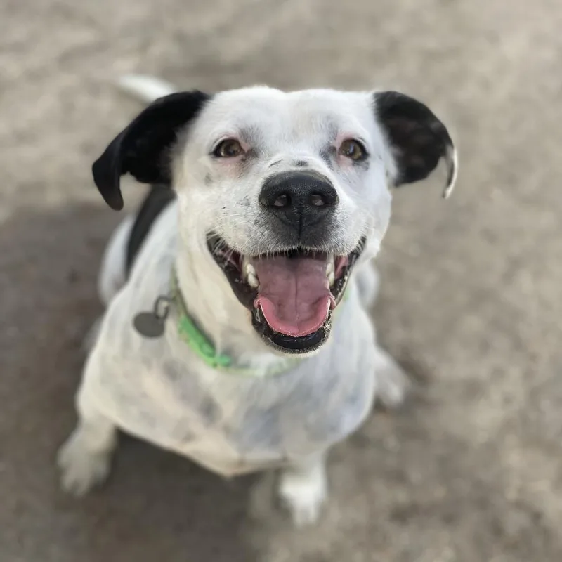 An adult medium-sized male White / Cream Beagle dog named Pat for adoption in Riverside, CA