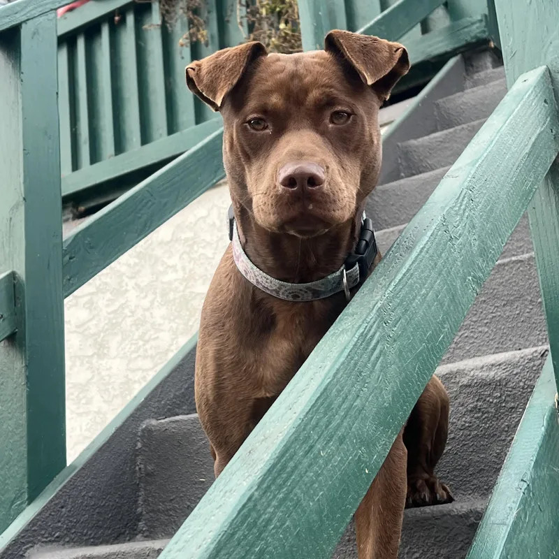 A young medium-sized female Brown / Chocolate Pit Bull Terrier dog named Sabrina for adoption in Torrance, CA