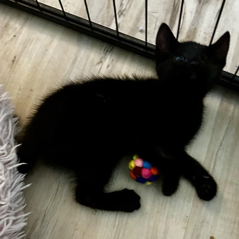 A baby small-sized female Black Domestic Medium Hair cat named Twyla for adoption in Othello, WA