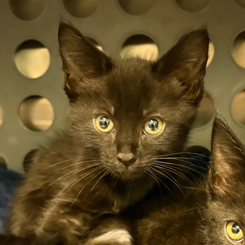 A baby small-sized male Black Domestic Short Hair cat named Captain for adoption in Keizer, OR
