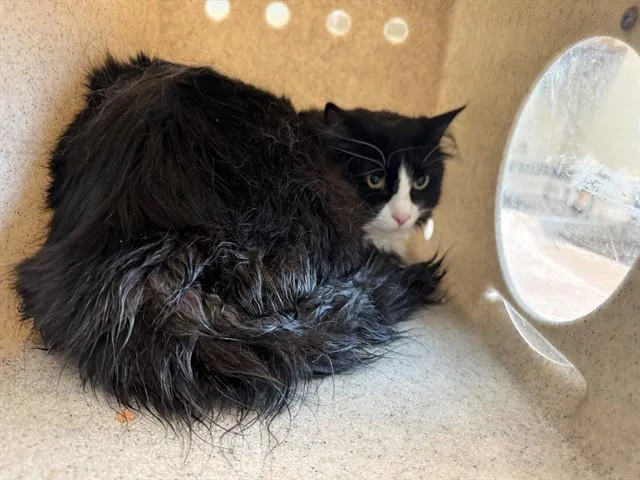 An adult large-sized female Domestic Long Hair cat named Oreo for adoption in Lancaster, CA