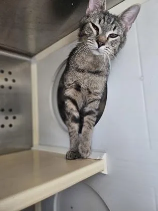 A baby small-sized male Domestic Short Hair cat named Prairifire for adoption in Pendleton, OR