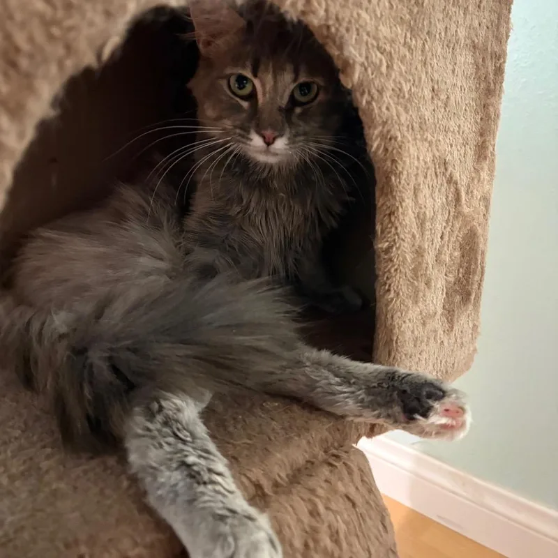 An adult small-sized female Gray / Blue / Silver Domestic Short Hair cat named Cami for adoption in Los Angeles, CA