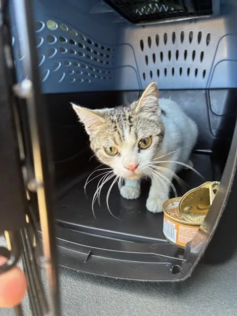A young medium-sized female Domestic Short Hair cat named Moon for adoption in Santa Maria, CA