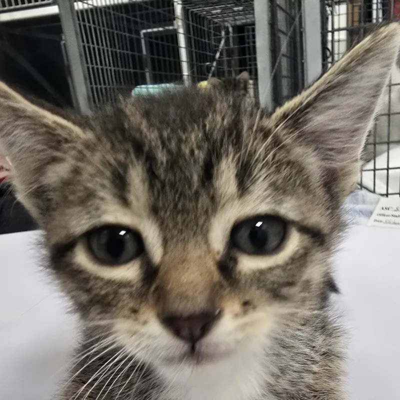 A baby small-sized male Brown / Chocolate Domestic Short Hair cat named Wolfie for adoption in Las Cruces, NM