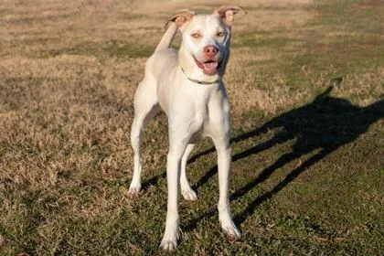 An adult medium-sized male Retriever dog named Alpharetta for adoption in Greenville, SC